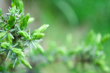 Green background. Background in forest style. Ecological. Natural and organic. Juniper. Nature. Wallpaper in a green natural style.