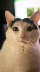 
Black and white cat. Free entry space.