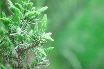 close up of rosemary