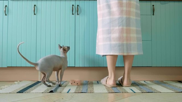 Lilac sphinx Daenerys is asking for a cat food and jumping on her owner.