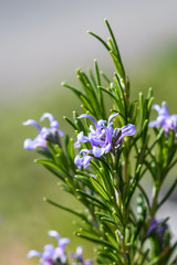 Closeup of rosemary plant blooming, as a nature background
