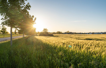 Obraz na płótnie Canvas sunset over the field - agricultural wheat field