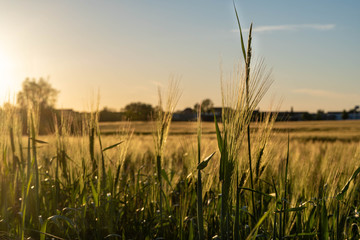 Fototapeta na wymiar wheat field at sunset - golden hour, agricultural field