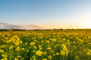 field of yellow flowers, rape field during sunset