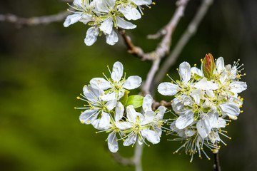 Closeup of Plum Tree blossoms on a branch, as a nature background
