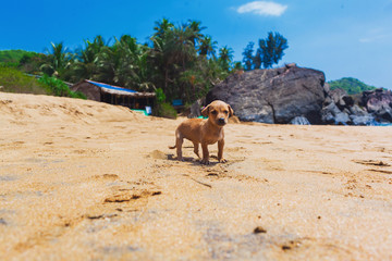 a small lonely puppy on the beach