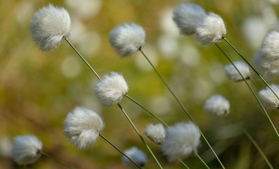 Wełnianka na bagnie © Piotr