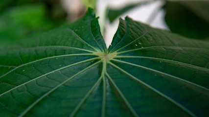 Planta