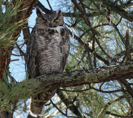 A very sleepy Great Horned Owl rests high in a large pine tree.