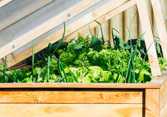 Wooden raised garden bed with vegetables