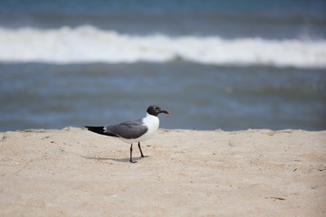 砂浜にたたずむカモメ