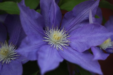 クレマチス２