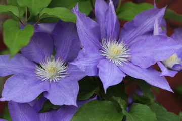 クレマチス３