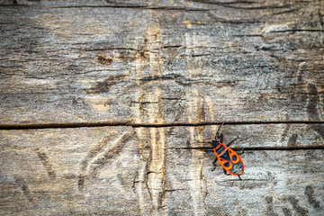 Top view of firebug, Pyrrhocoris apterus on wood trunk. Copy space