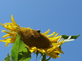 ハチとひまわり３