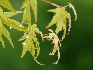 雨に濡れたもみじ