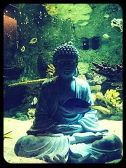 Large Buddha Statue In Aquarium