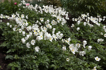 Anemone sylvestris (Snowdrop Anemone) - white spring flowers bloom in the spring garden on a clear day. Lawn of many delicate flowers, background