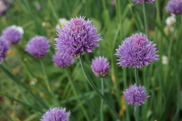 ciboulette en fleur au jardin