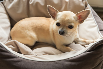 Closeup portrait of small funny beige mini chihuahua dog, puppy laying in dog bed