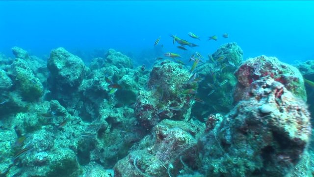 labridae fish wrasse thalasoma pavo eating damsel fish eggs underwater ocean scenery mediterranean sea view