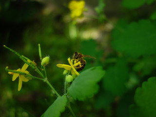Honey bee on yellow chelidonium flower