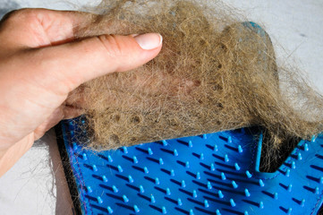 Pet grooming glove with brown cat hair on it. Equipment for caring and combing cats and dogs at home. Female hand cleans the combing glove from the cat hair.
