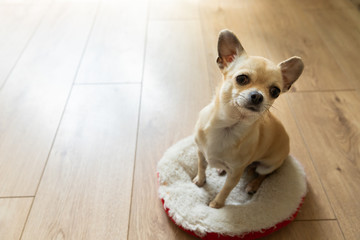 Closeup portrait of small funny beige mini chihuahua dog, puppy, isolated, wooden background