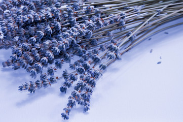 Beautiful dried bunch of lavender flowers on the white background close-up, shadows. Blue tone.