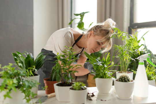 Woman At Home Working And Caring For Plants Holding  White Pots With Exotic Sprout.