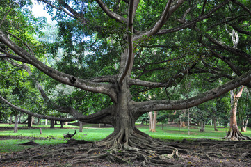 Incredibly large and wide Moreton Fig tree or Ficus macrophylla with huge long land roots in the nature park.