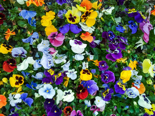 Colorful background from flower pansy close up. Mixed spring flowers on flowerbed