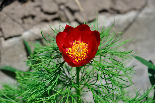 Beautiful scarlet flowers of Paeonia tenuifolia or fringed peony with bright green ferny foliage in the garden.