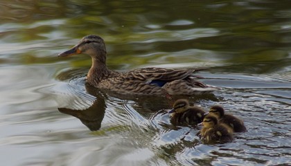 Rodzina kaczek na wodzie wiosną, Podlasie, Polska