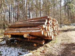 Deforestation tree trunks.