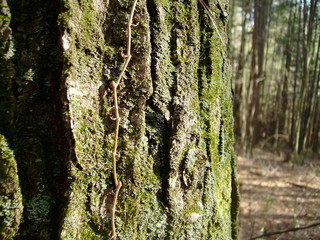 Mossy Tree Bark Texture
