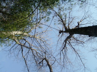 Tree Branches Against Blue Sky