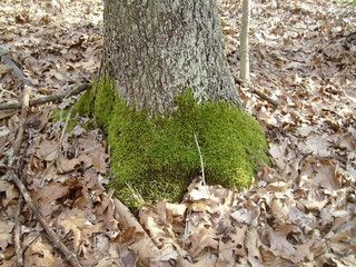 Moss on a Tree