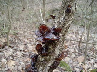 Fungus on a Branch