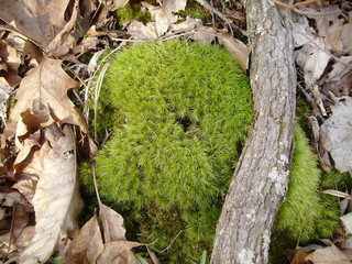 Moss on the Ground