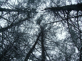 Tree Canopies in Winter