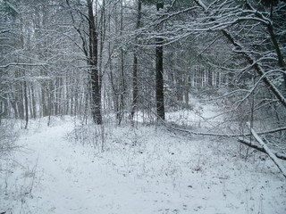 Forest in the Winter