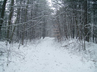 Snow Covered Road in the Forest