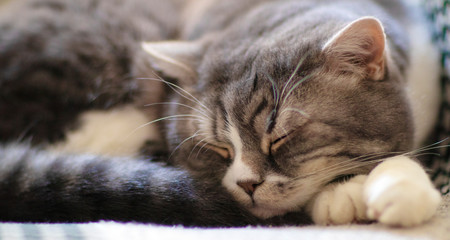 British shorthair cat sleeping on a white armchair. close-up