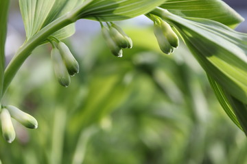 lily of the valley