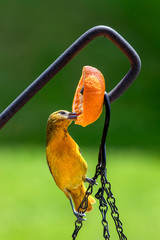 Female Baltimore Oriole with Orange - A golden orange female Baltimore oriole bird perches on a hanging basket chain and feeds on an orange citrus fruit in the spring garden.