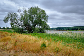Baum im Deichvorland der Oder bei Zollbrücke
