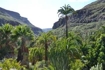 Fototapeta na wymiar Gran Canaria, Spain, tree, landskape, natura, tropical, palm tree, tourisme
