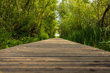 Close up wooden flooring, bridge in park with green trees background, copy space