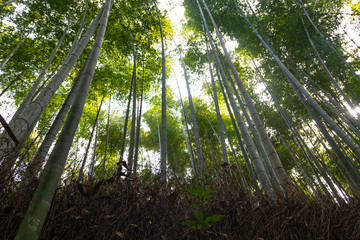 Big canes of bamboo in Japanq